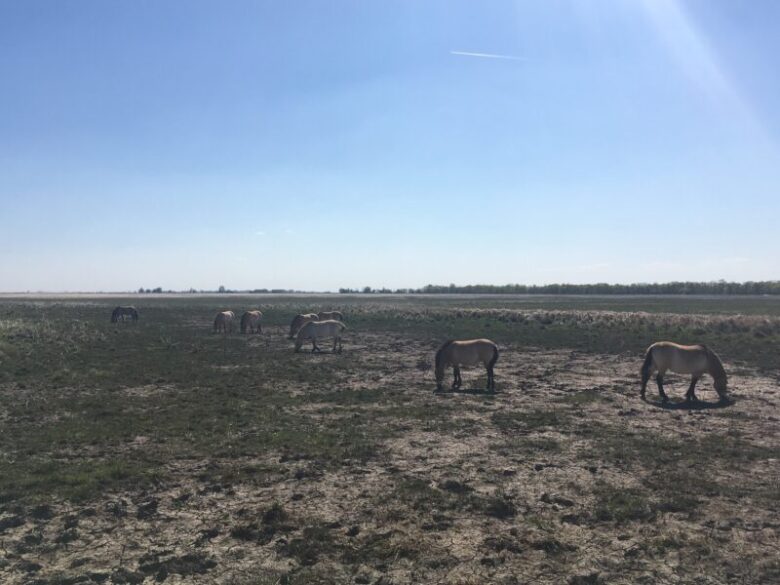 ハンガリーの世界遺産　ホルトバージ国立公園　ワイルドアニマルパークの野生の馬