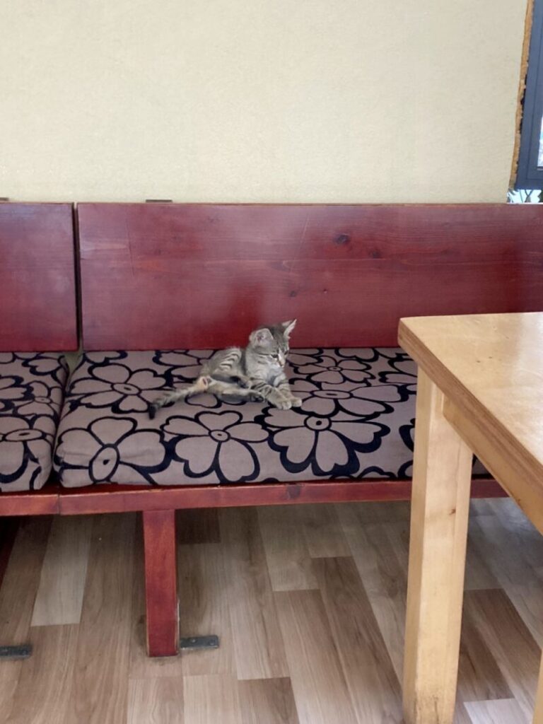 ザダルの店のソファーに座る子猫