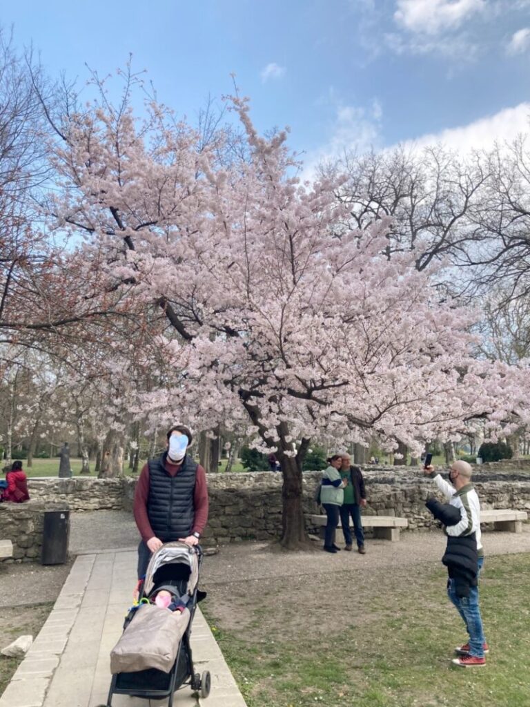 ブダペストのマルギット島　ドミニコ会修道院跡と桜の木