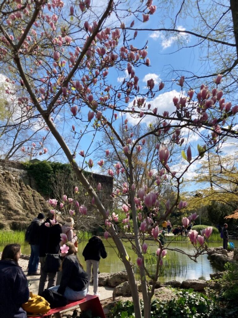 ブダペストのマルギット島の日本庭園　マグノリア