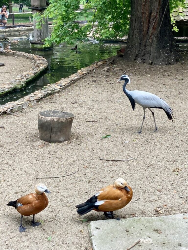 ブダペストのマルギット島　小さな動物園にいる鳥たち