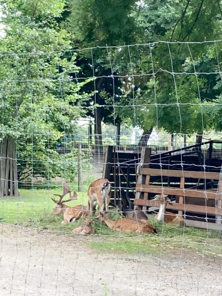 ブダペストのマルギット島　小さな動物園にいるシカ