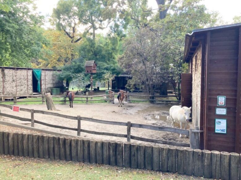 ブダペストのマルギット島　小さな動物園にいるポニー