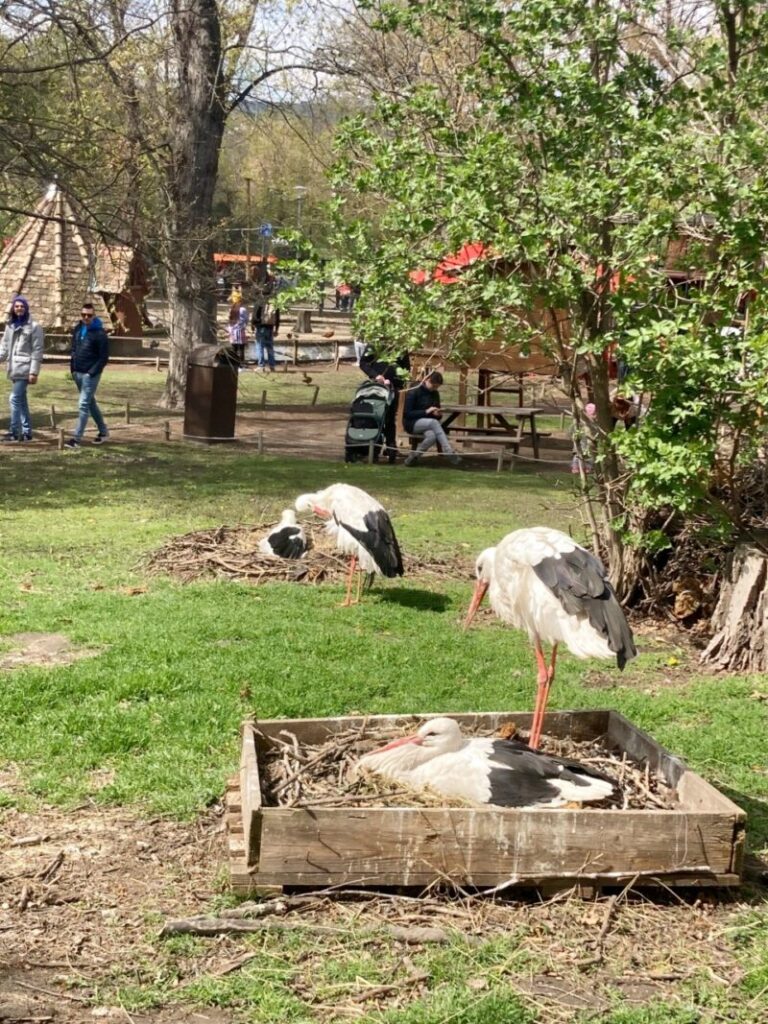 ブダペストのマルギット島　小さな動物園にいるコウノトリ