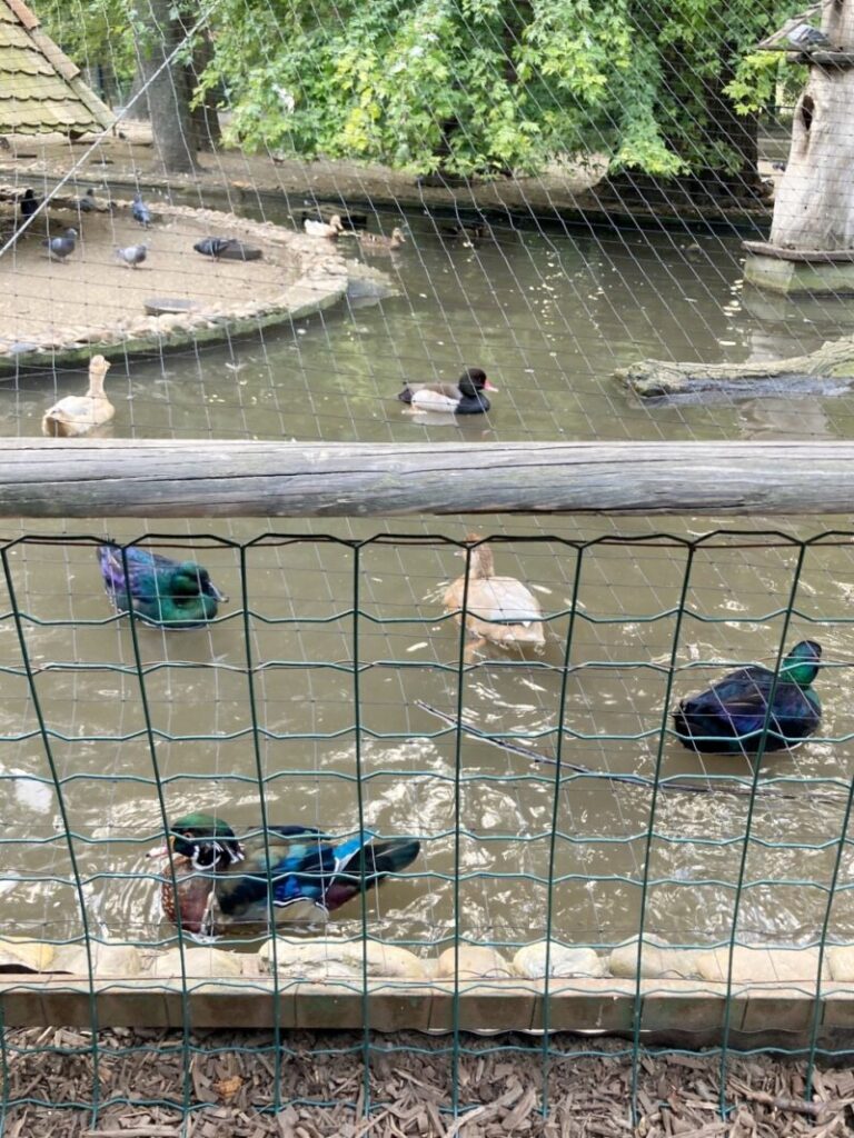 ブダペストのマルギット島　小さな動物園にいる鳥たち