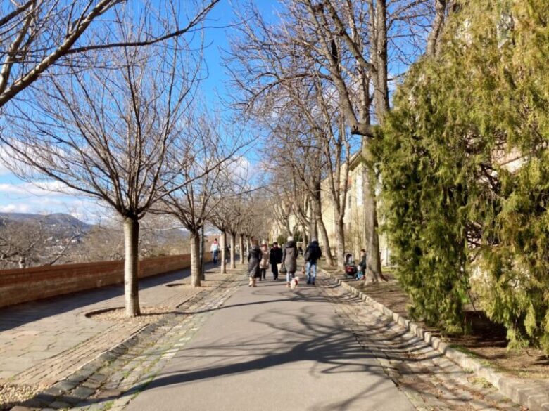 ブダペストのブダ城の丘にある桜の木々　トート・アールパード遊歩道　　