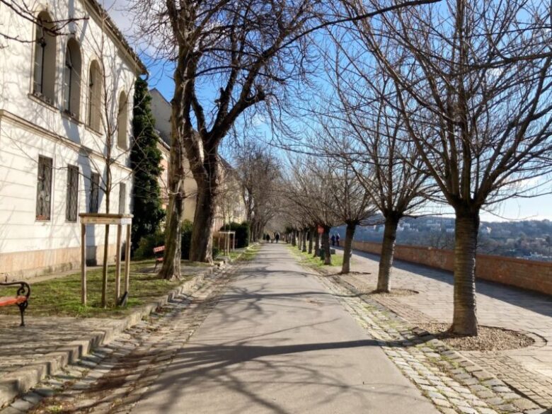 ブダペストのブダ城の丘にある桜の木々　トート・アールパード遊歩道　　