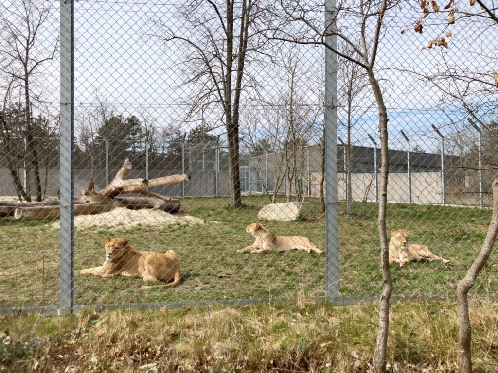 ヴェスプレーム動物園のライオン