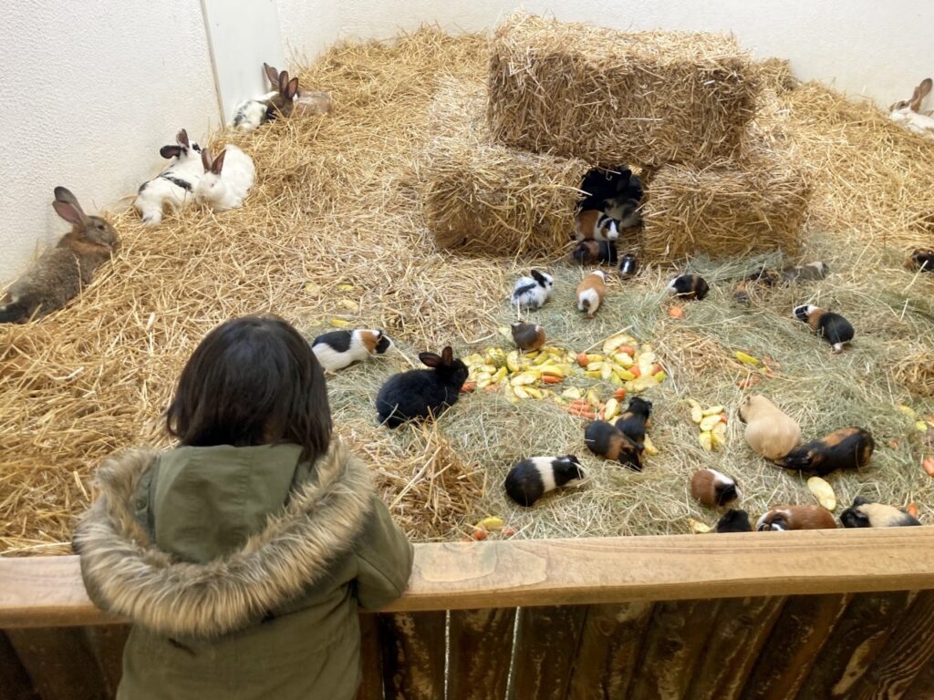 ヴェスプレーム動物園の室内遊び場の隣にいるウサギたち