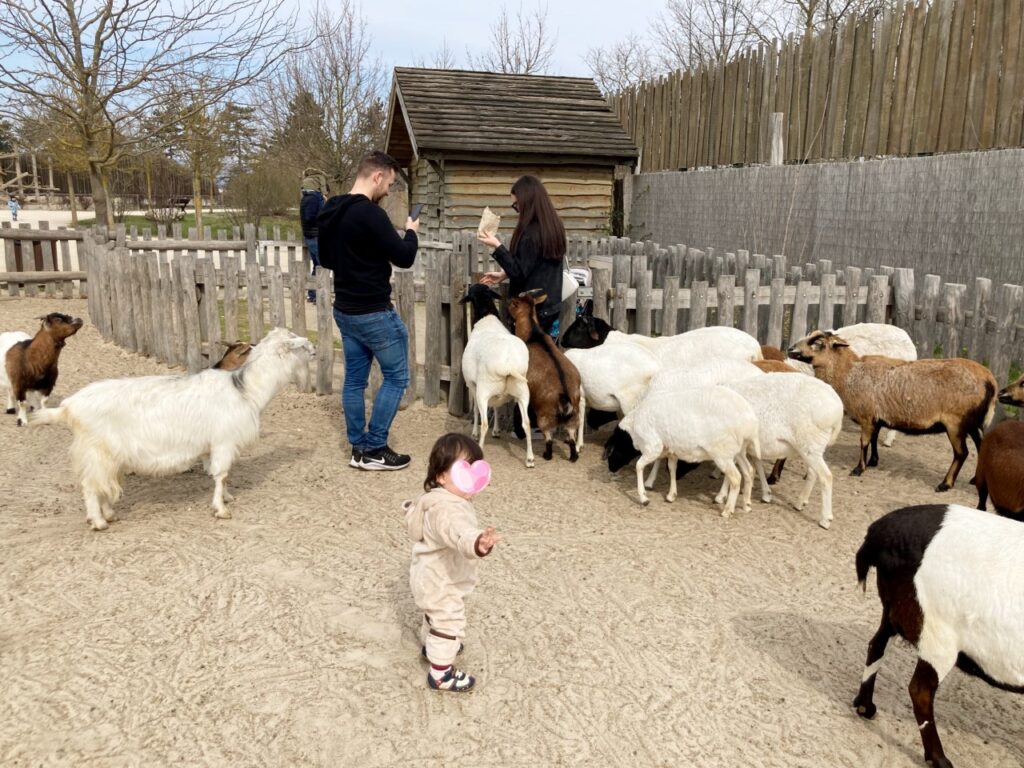 ヴェスプレーム動物園のふれあいコーナー