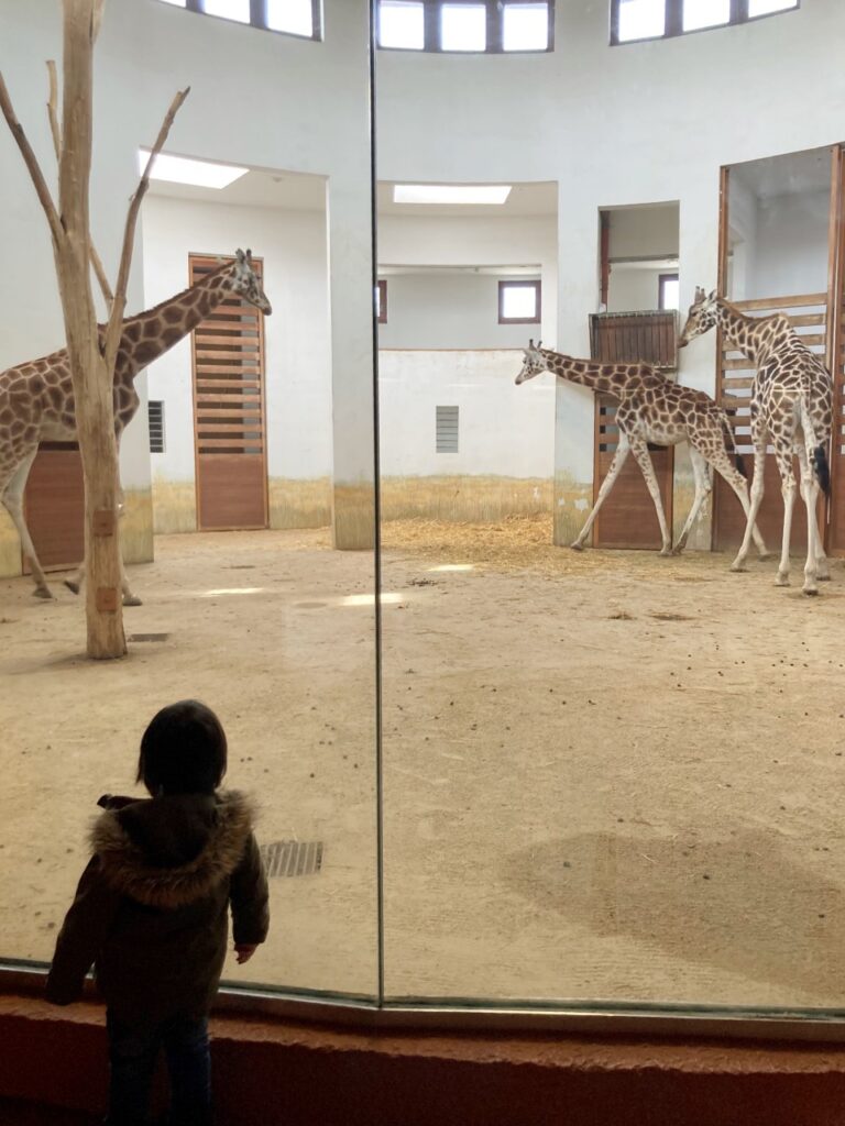 ヴェスプレーム動物園のキリン