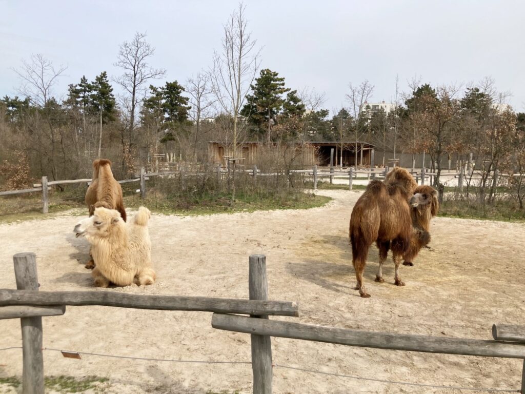 ヴェスプレーム動物園のラクダ