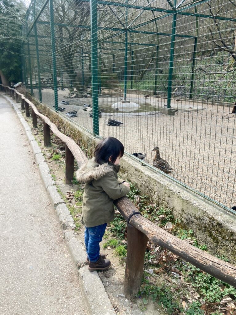 ヴェスプレーム動物園にいる水鳥達