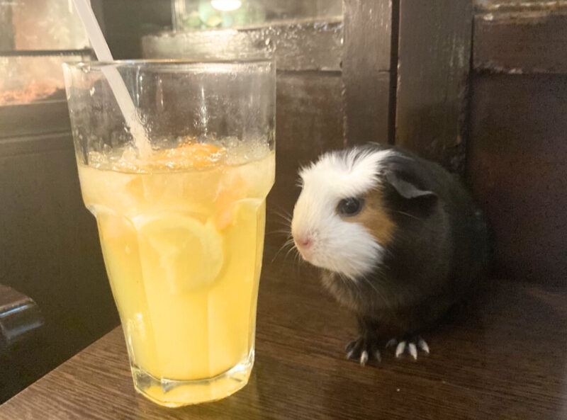 ブダペストの大人気カフェ　Zoo Cafeのモルモット