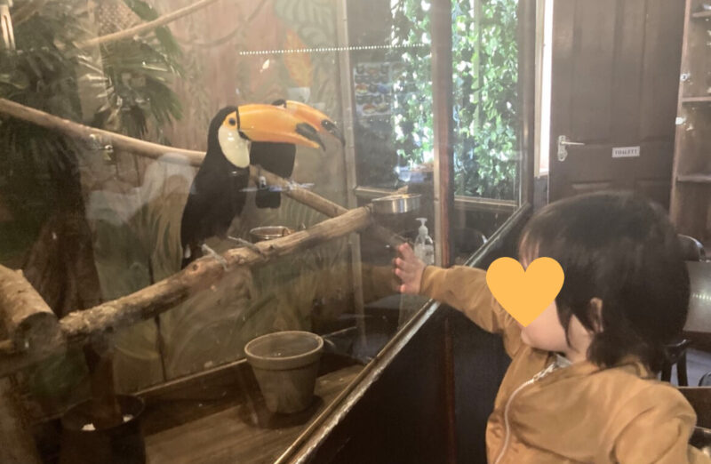 ブダペストの大人気カフェ　Zoo Cafeにいる2羽のオニオオハシ