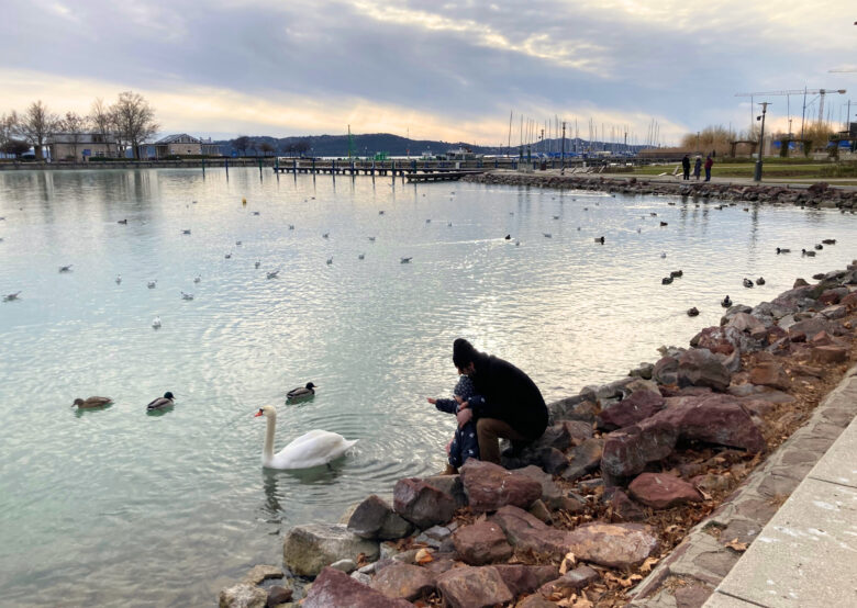 冬のバラトン湖。白鳥やカモが泳いでいる様子
