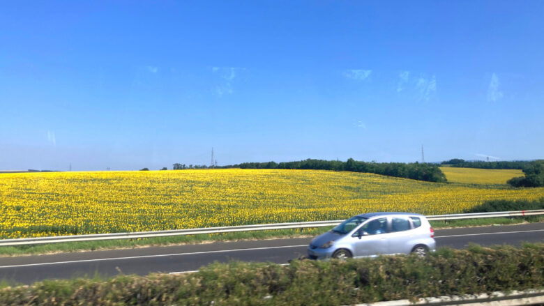 バスの車窓から撮影したひまわり畑