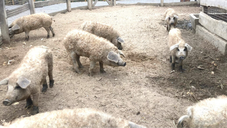 動物園にいたマンガリツァの子豚たち