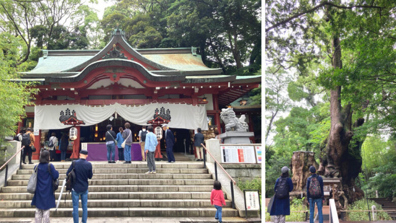 熱海の来宮神社の様子