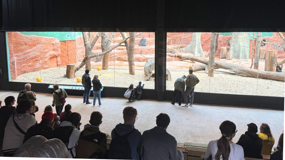 プラハ動物園のゴリラのいた部屋の様子。座って見学できる椅子もずらりと並んでいる