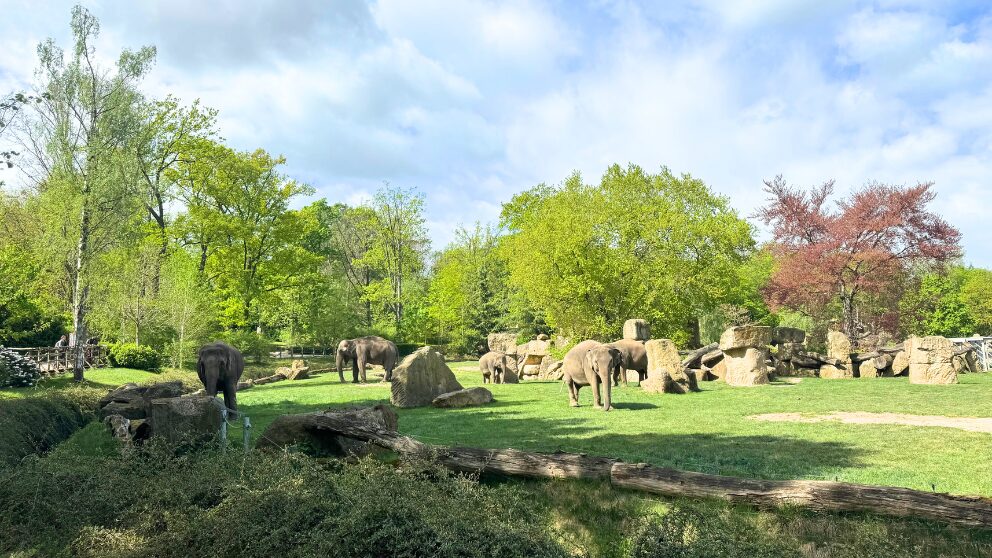 プラハ動物園のゾウが暮らしているコーナー
