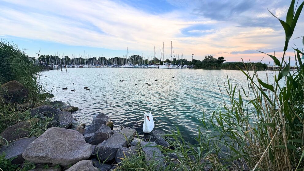 ハンガリーのバラトン湖畔の町、Balatonnlelleの船着場付近。白鳥や鴨が泳いでいる