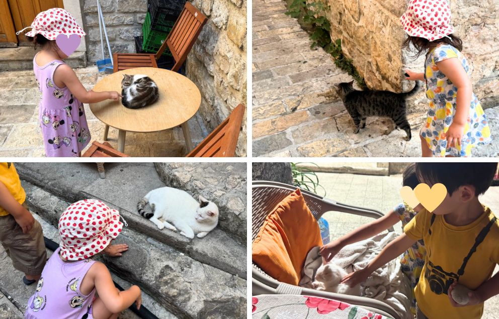 モンテネグロの人気観光地、ブドヴァの旧市街にいた猫たちとうちの子ども