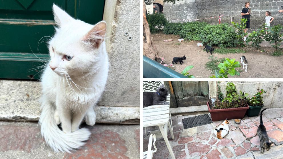 モンテネグロの世界遺産、コトルの旧市街にいた猫たち