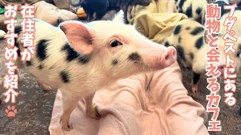 ブダペストにあるミニブタカフェMiniPig Cafe Budapestの店内にいる子豚