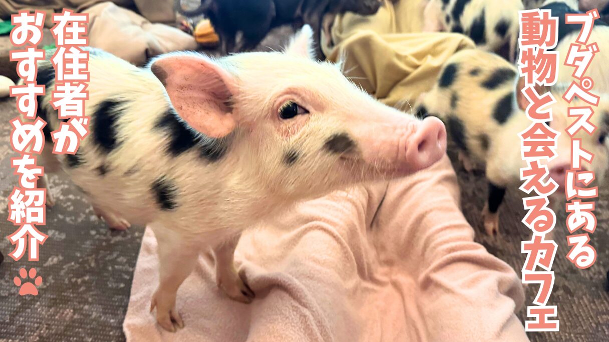ブダペストにあるミニブタカフェMiniPig Cafe Budapestの店内にいる子豚