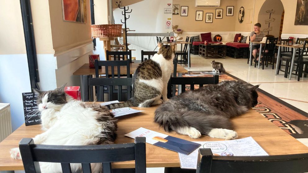 ブダペストのCat Caféの店内の様子。テーブルの上でくつろぐ3匹の猫