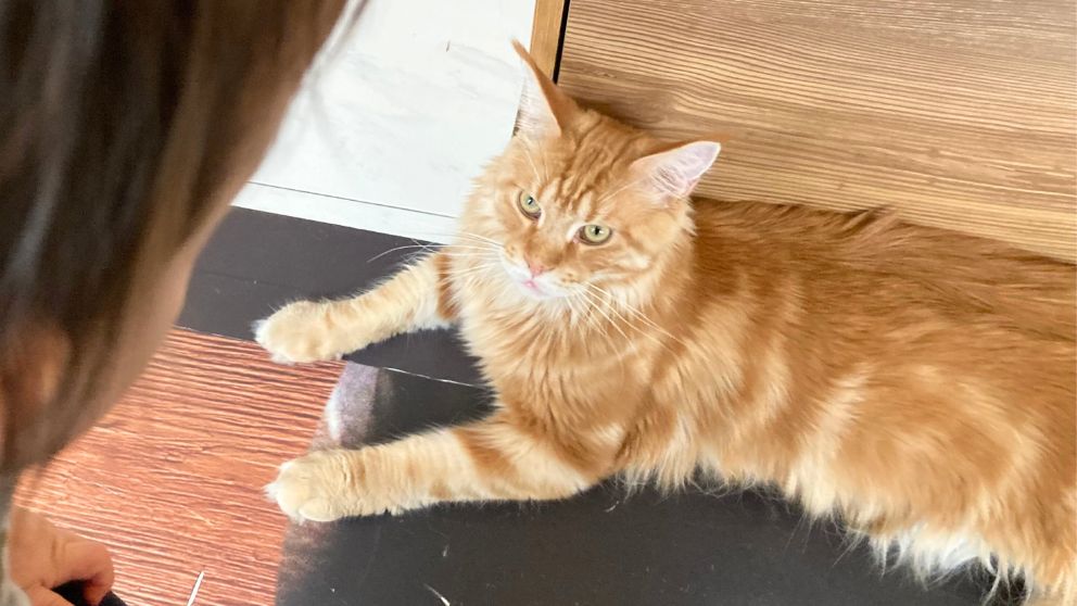 ブダペストのCat Caféの床に寝そべる茶色いメインクーン