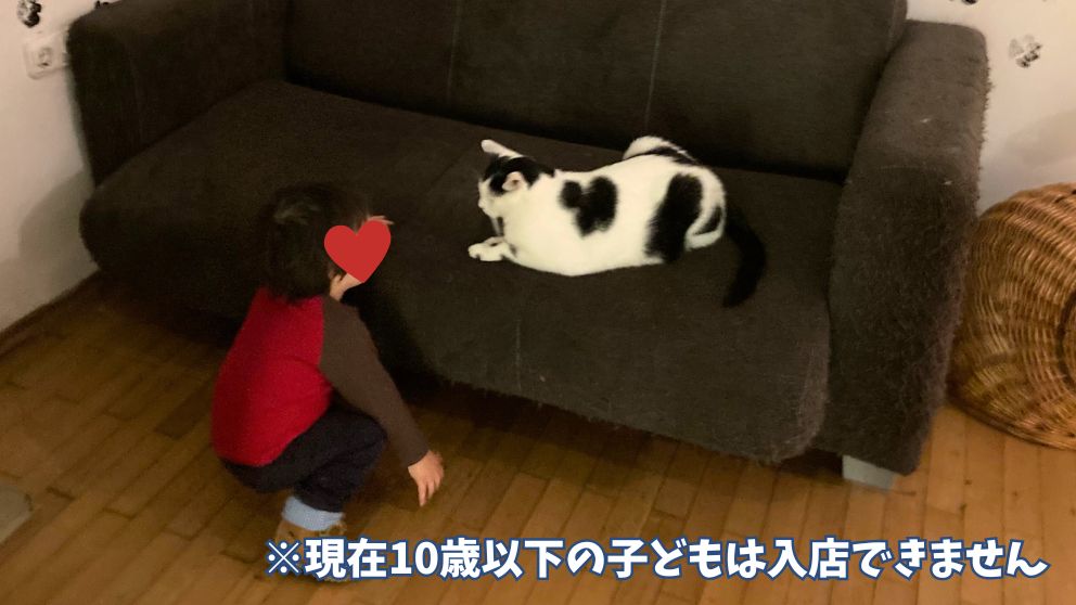 ブダペストのCat Caféのソファーでくつろぐ猫