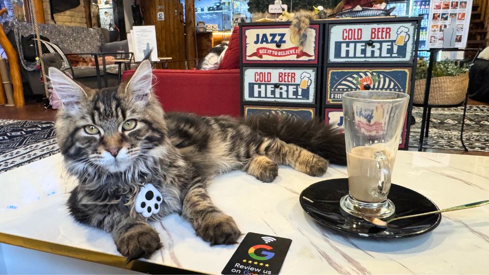 ブダペストのCat Wood Cafeの猫とコーヒー