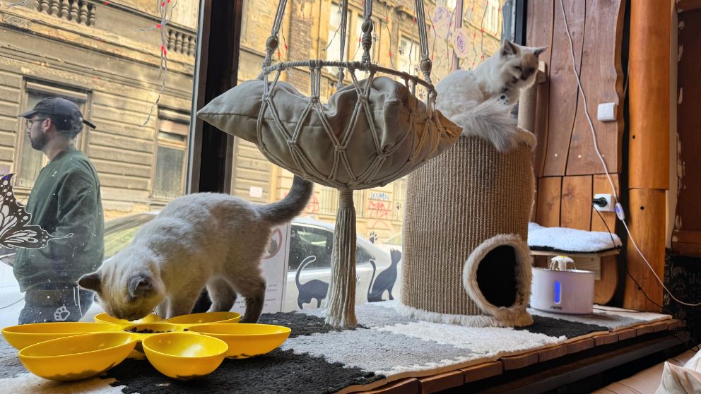 ブダペストのCat Wood Caféの窓際に座る2匹の猫たち