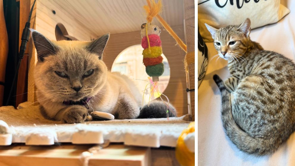 ブダペストのCat Wood Caféの店内でくつろぐ猫たちの様子