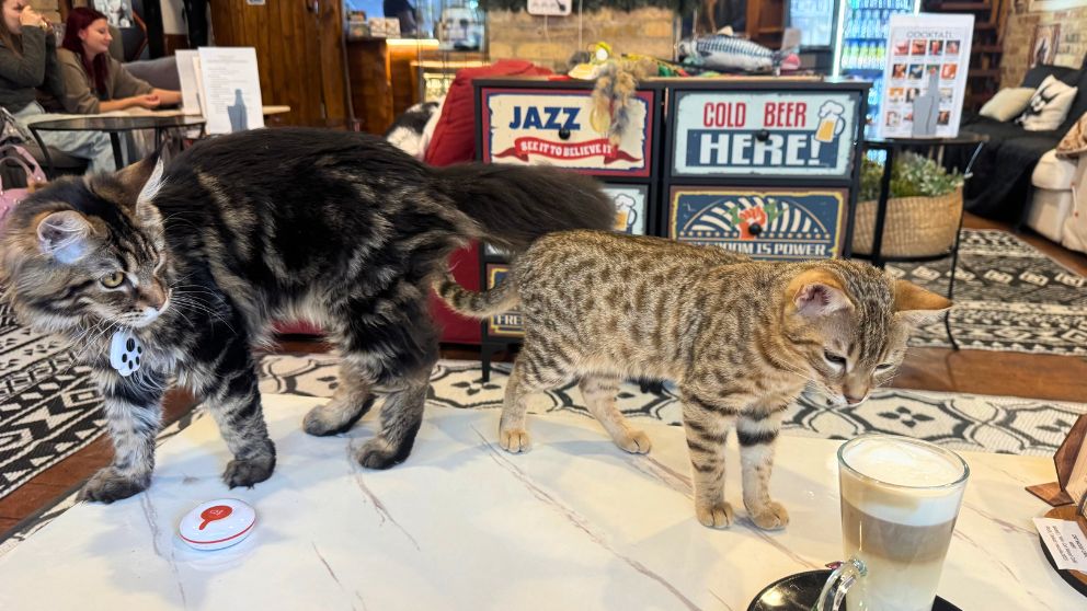 ブダペストのCat Wood Caféの店内の様子。テーブルにのぼってきた2匹の猫たち