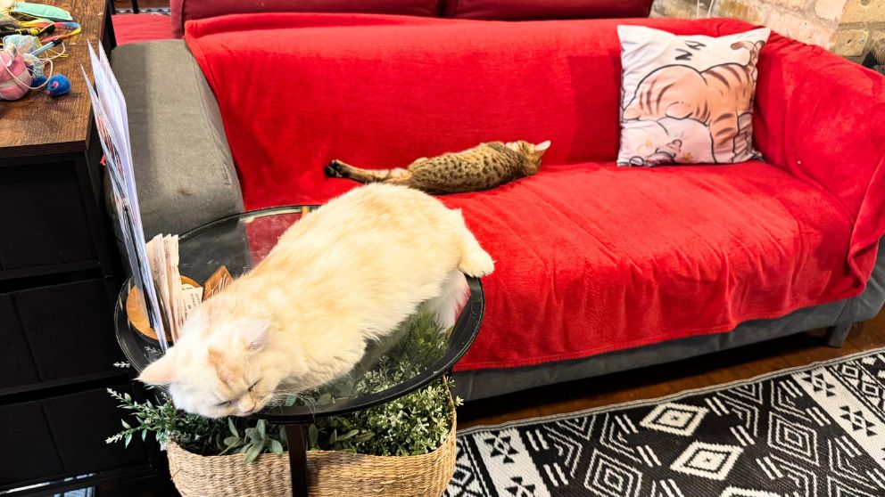 ブダペストのCat Wood Caféの赤いソファーとテーブルで寝ている猫たちの様子