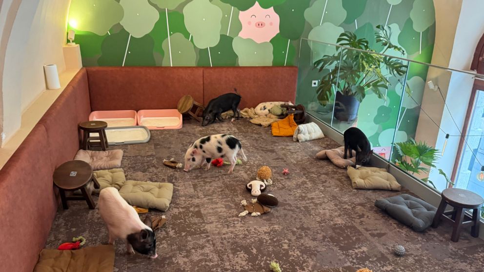 ブダペストのMiniPig Cafeの子豚のいるエリア