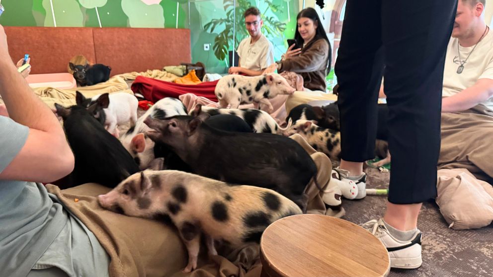 ブダペストのMiniPig Cafeで子豚と触れ合う人々