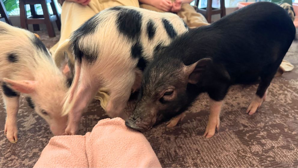 ブダペストのMiniPig Cafeで足元に集まってきてくれた豚たちの様子