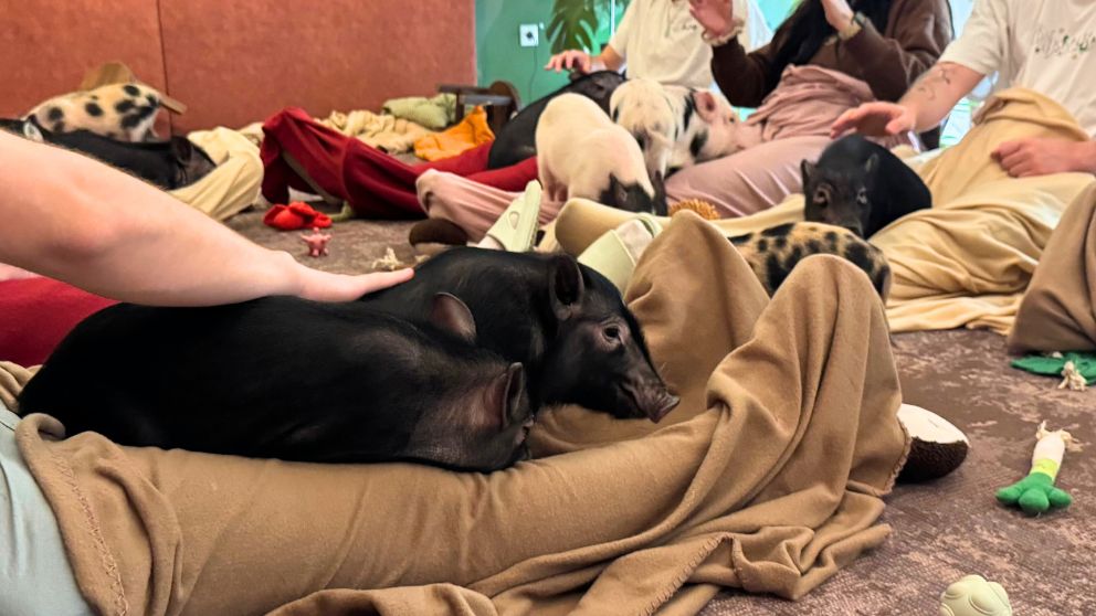 ブダペストのMiniPig Cafeで、お客さんの足の間でくつろぐ豚たちの様子