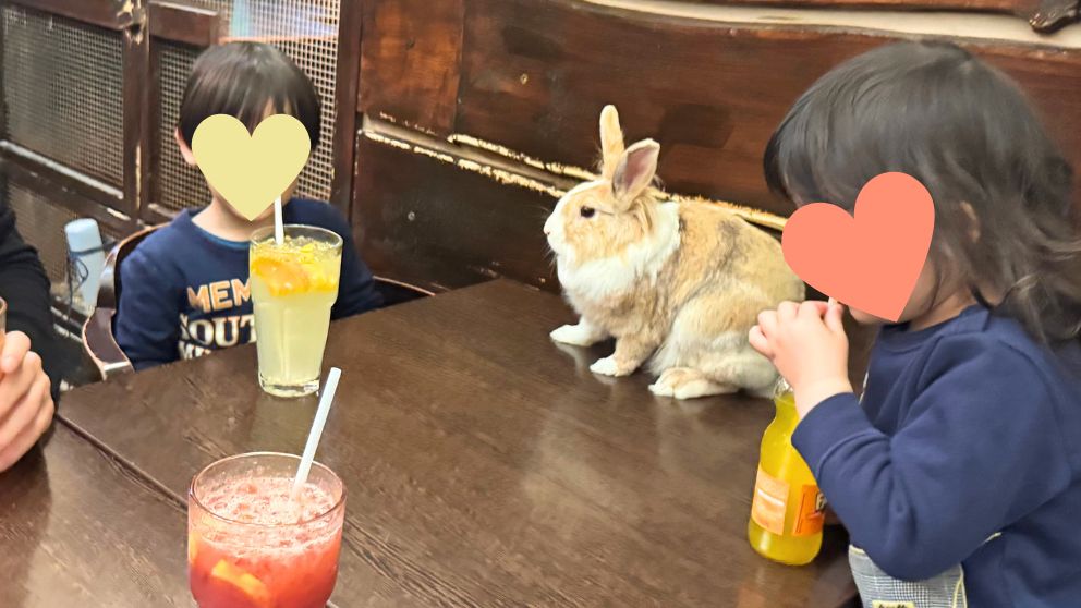 ブダペストのZoo Caféのテーブルに運ばれてきたうさぎと、それを眺める息子と娘