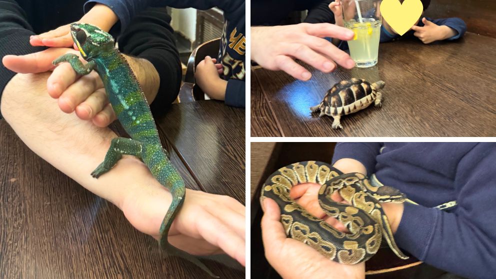 ブダペストのZoo Caféのテーブルに運ばれてきたカメレオン・カメ・蛇の様子