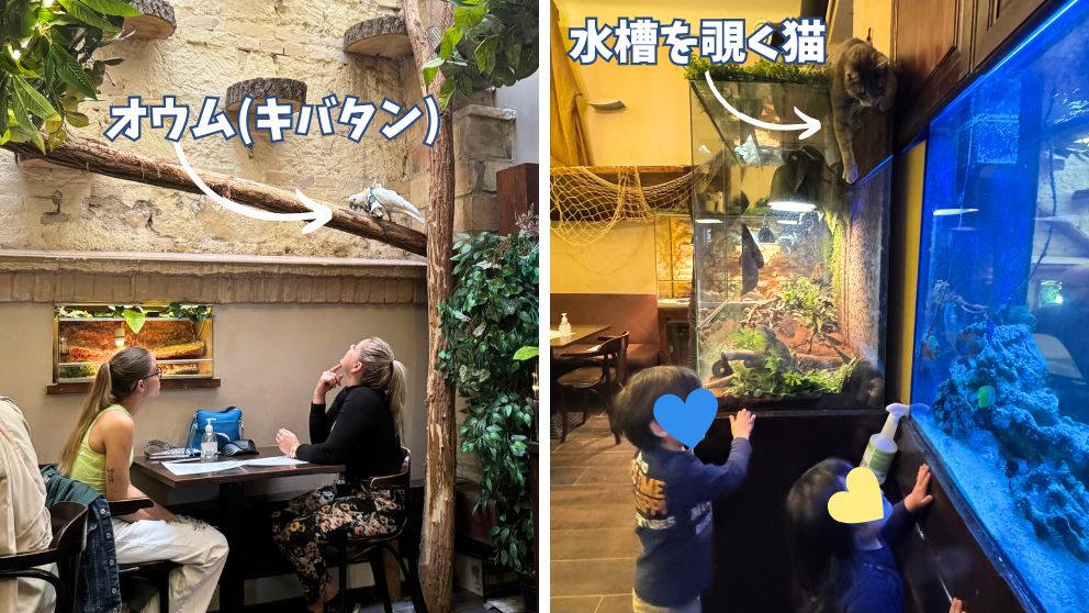 ブダペストのZoo Caféにいるオウムや猫。水槽には魚も泳いでいる
