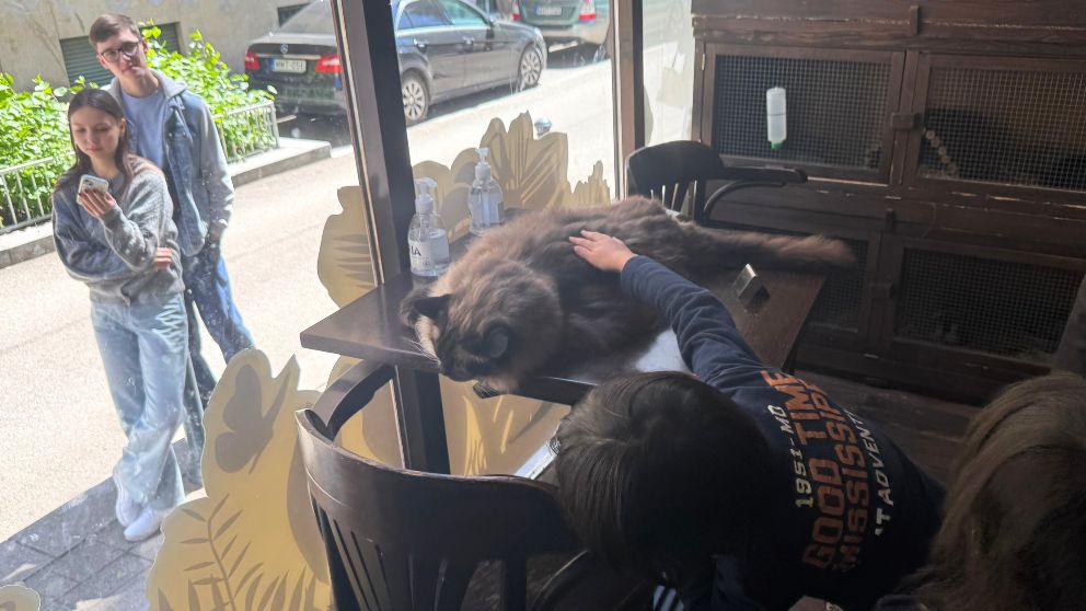 ブダペストのZoo Caféのテーブルにいる猫を撫でる息子