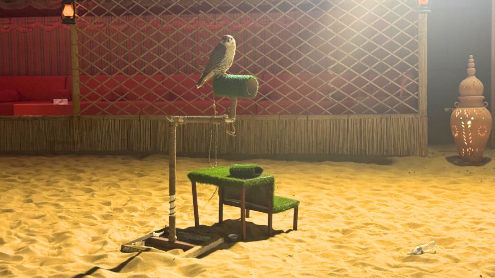 アブダビの砂漠ツアーのデザートキャンプでにいたハヤブサ。手に乗せて記念写真を撮れる