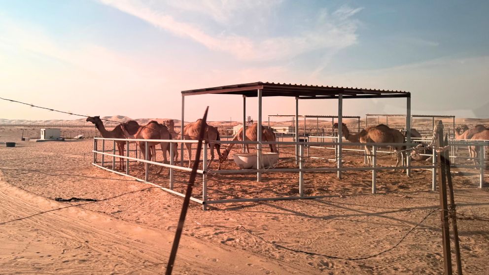 アブダビの砂漠ツアーで通ったラクダの農場の様子