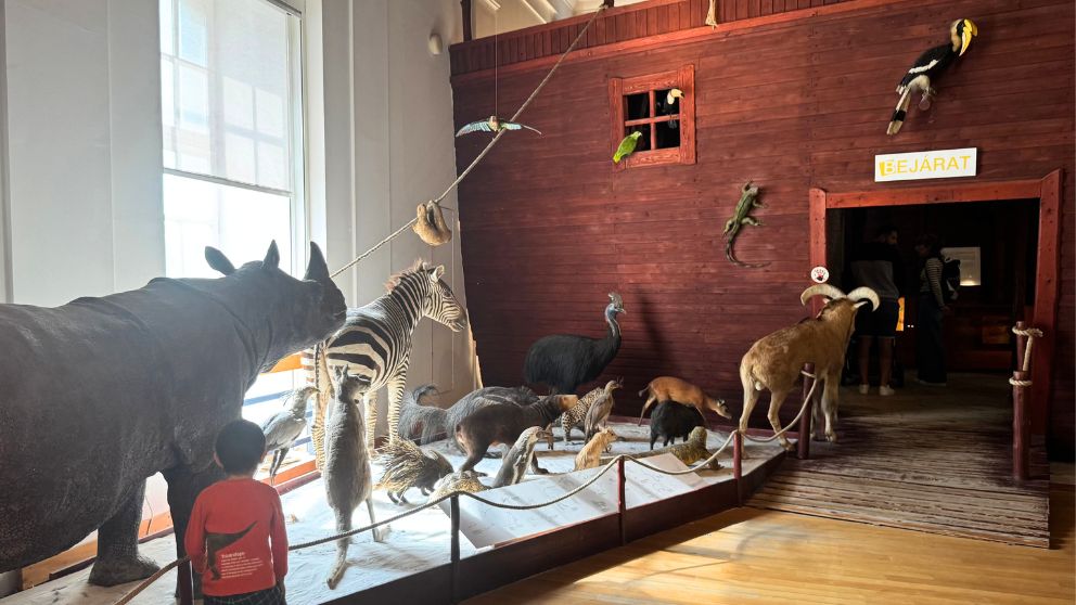 ブダペストのハンガリー自然史博物館の本館最上階。サイ・シマウマ・小動物など動物の燻製が並ぶ様子を眺める息子