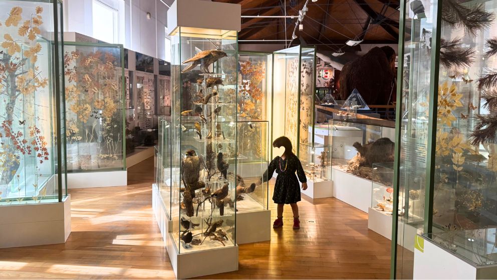 ブダペストのハンガリー自然史博物館の本館最上階。鳥類の燻製を興味深く眺める娘